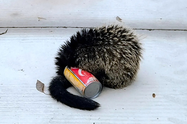 7adb7a170fd64703b14c34e59fdc5fa8.jpg 微信截图_20241024152110.jpg